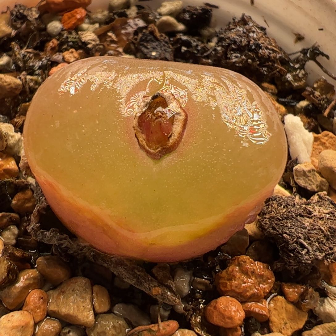 多肉植物百科548