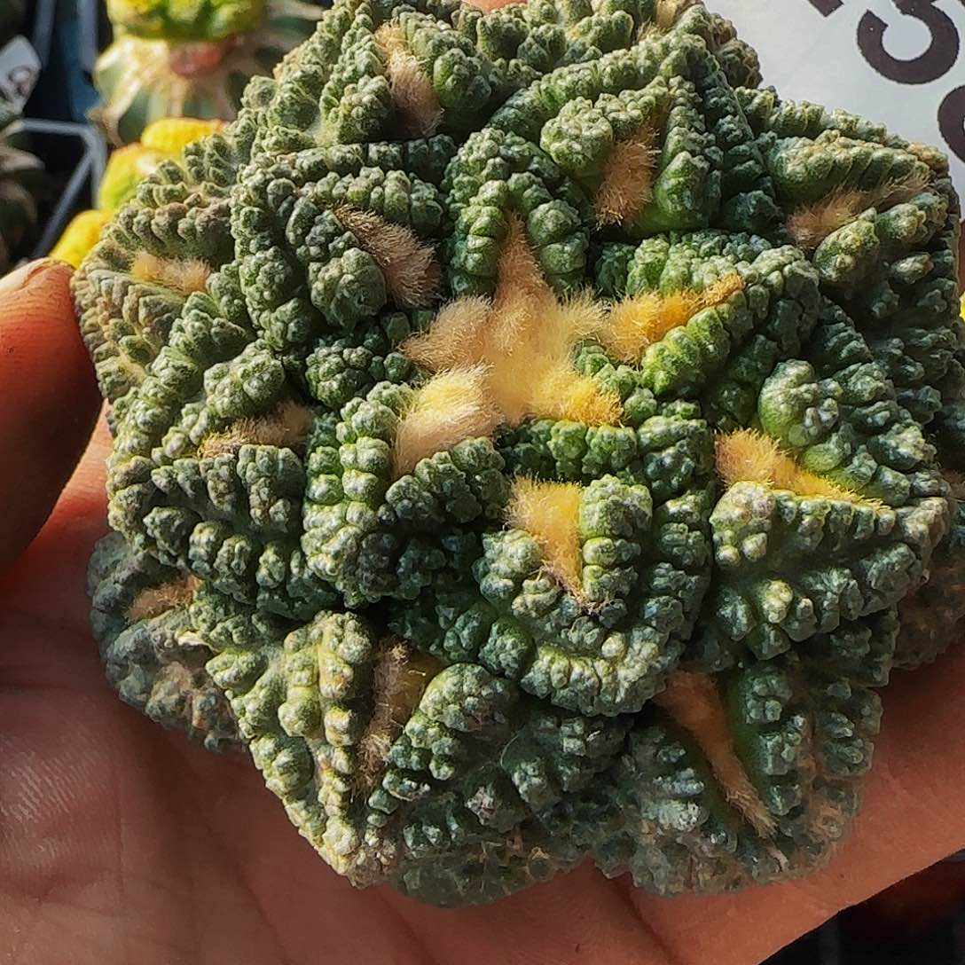 龟甲258刚冒根的