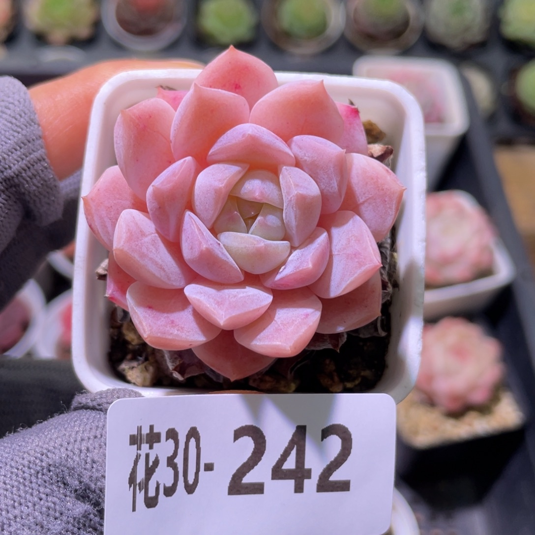 花利美30-242糖心新品