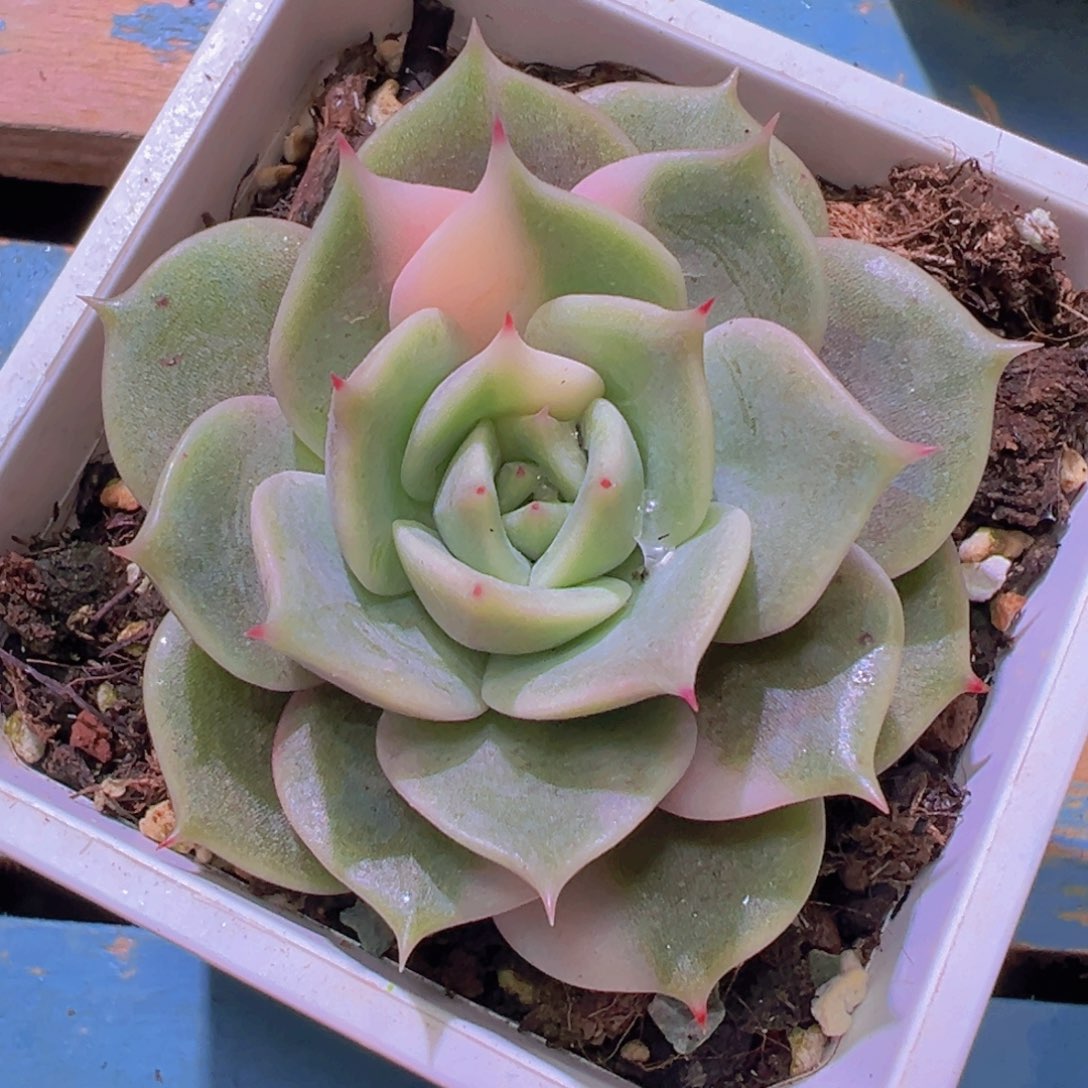 贝加尔湖锦，少锦