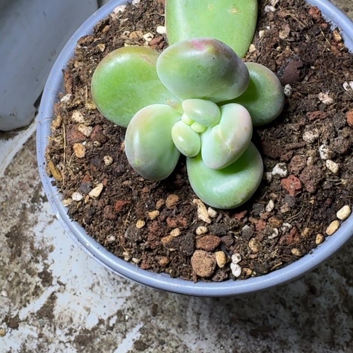 奶龙 单头  一物一拍