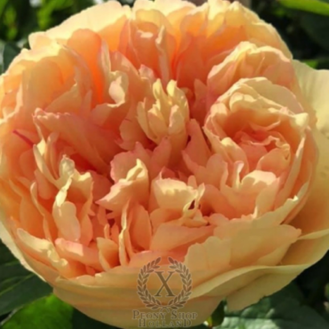 罗马金币 芍药橙色系品种 香味浓郁