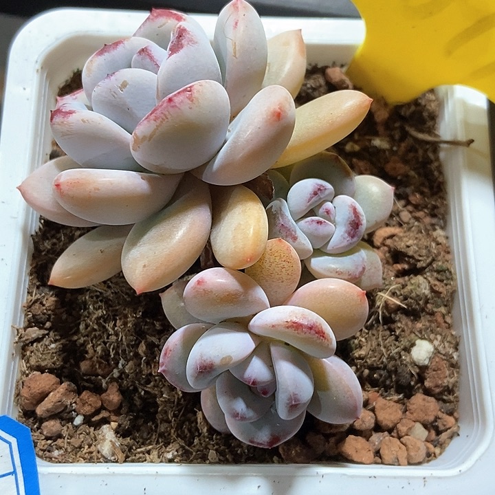 多肉植物漫漫雪6097