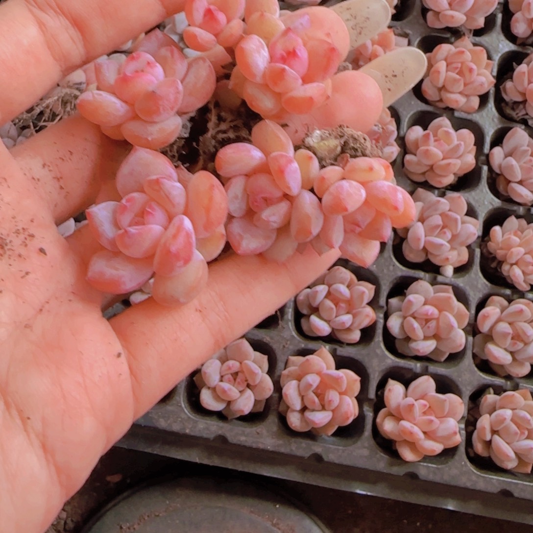 土***豆糖钻星颖多头一整盘105颗