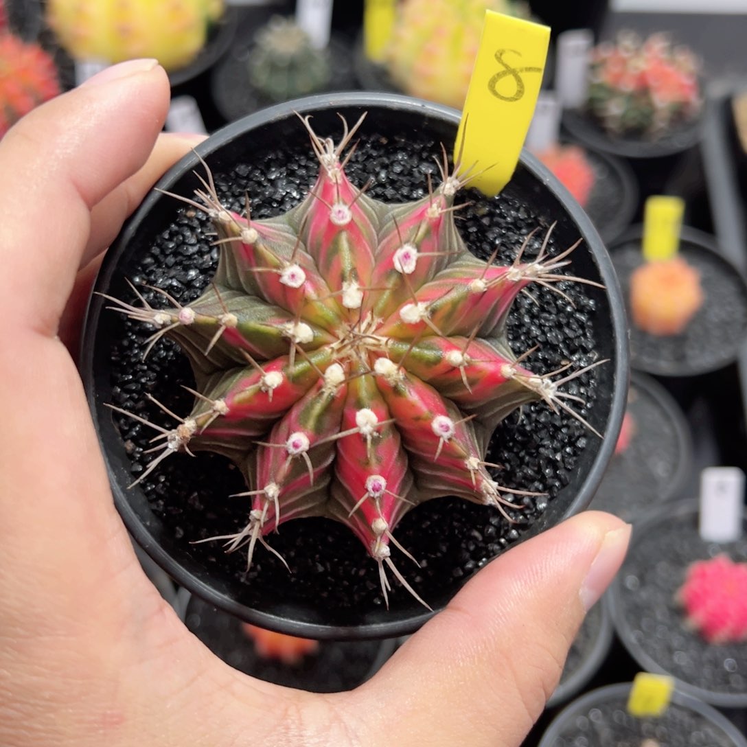 全品相米哈——（默认脱土发货）