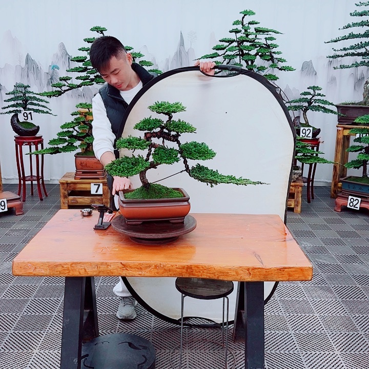 无花朵松柏盆景，一物一拍