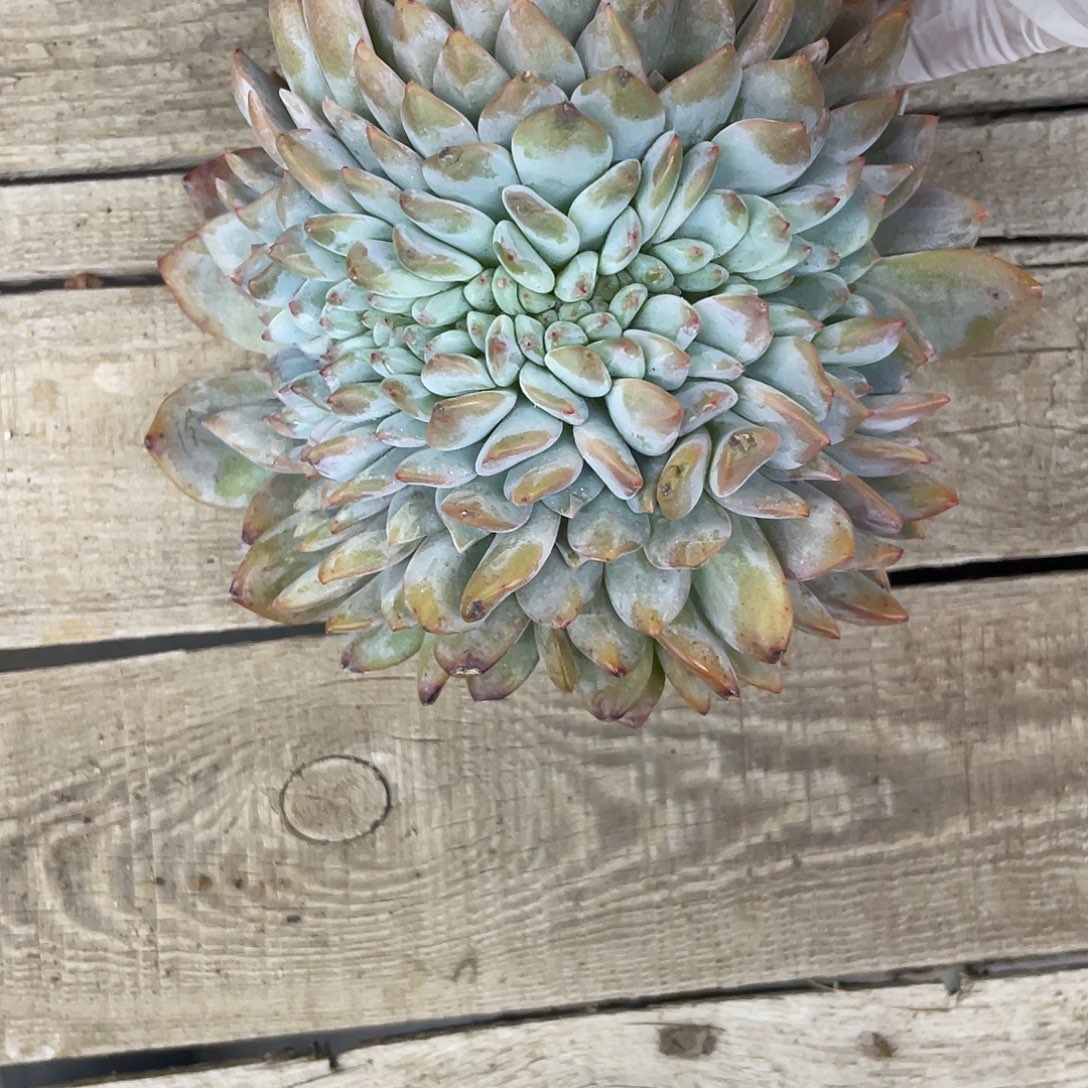 实生星影缀化一个