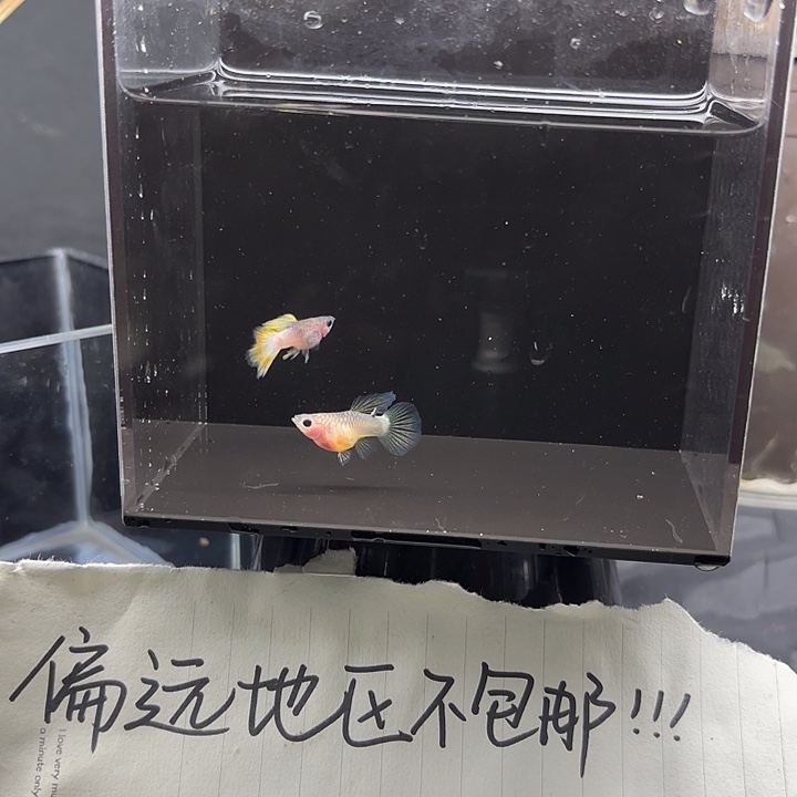 孔雀鱼粉猫玻璃猫孔雀一对