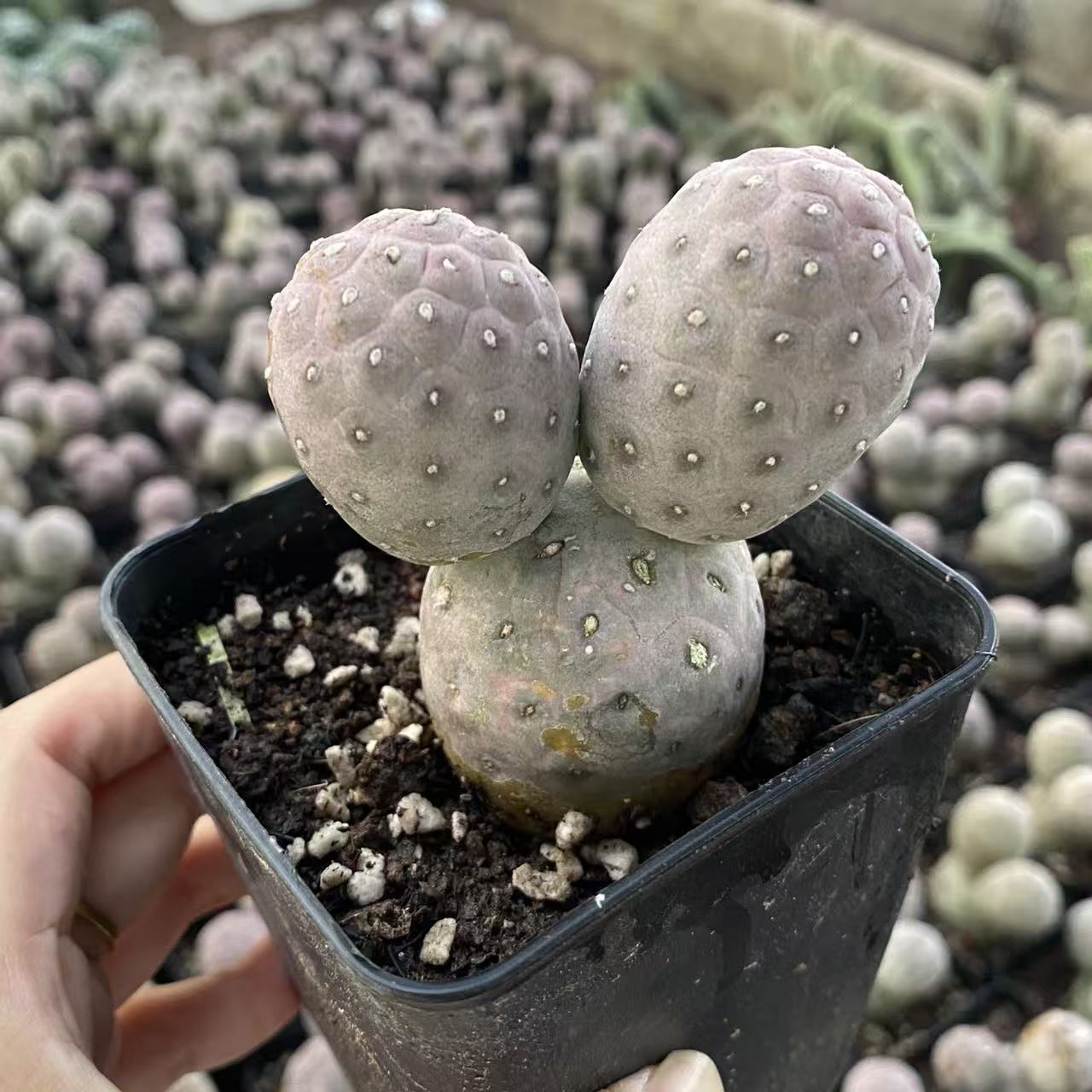 3头起习志野带盆土    仙人球漳州基地直发 新手好养