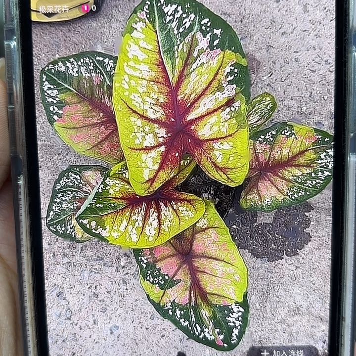 4-0225野蜂飞舞彩叶芋泰国发货