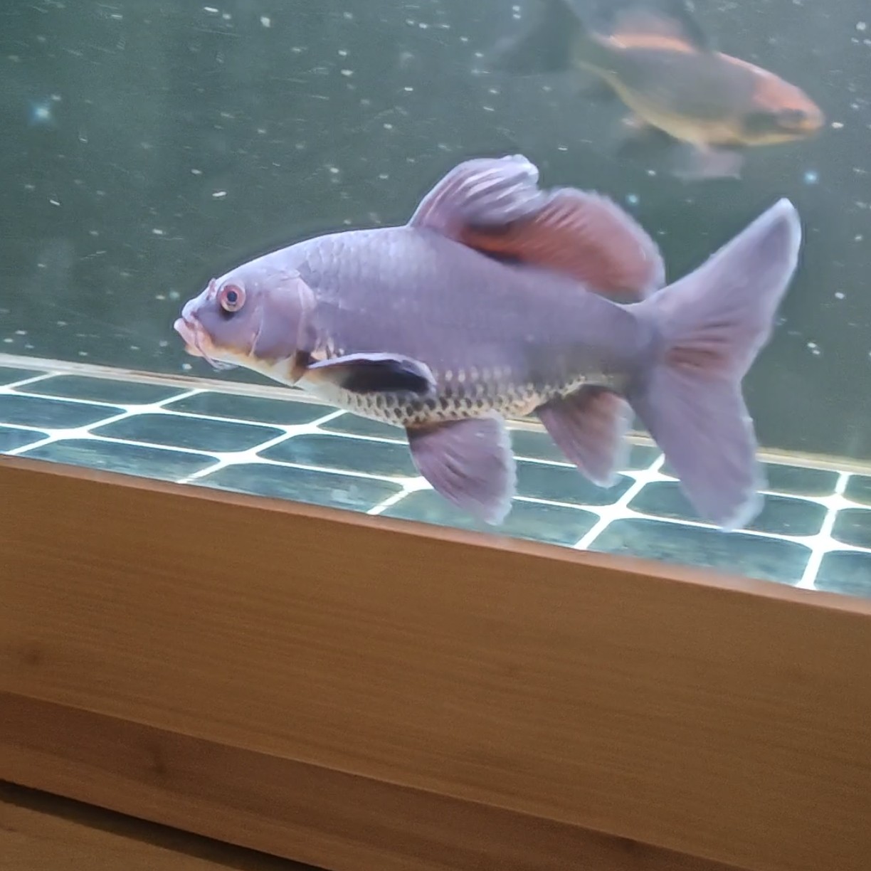 小辉蝴蝶鲤 黑色普身蝴蝶鲤  黑普专属链接