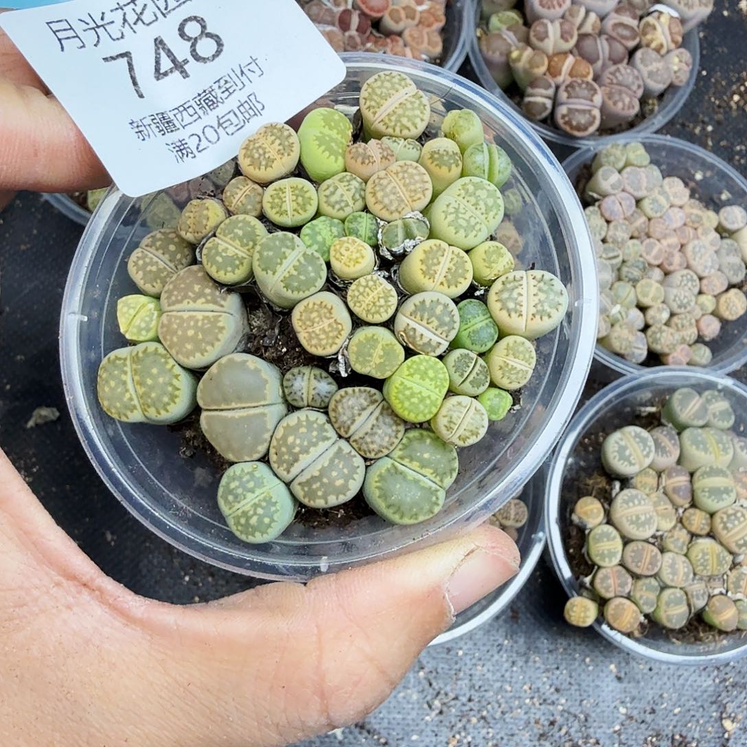 你不去你爸那边啊么748我