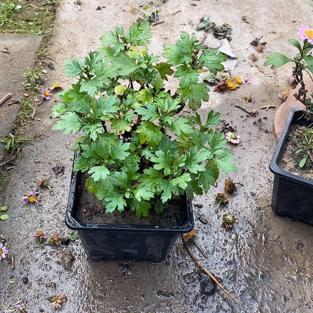 往***）完全开放盆景菊花