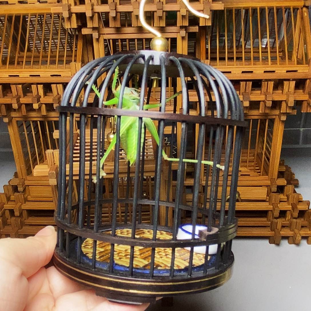 乌木蝈蝈笼子哈哈哈哈哈哈哈