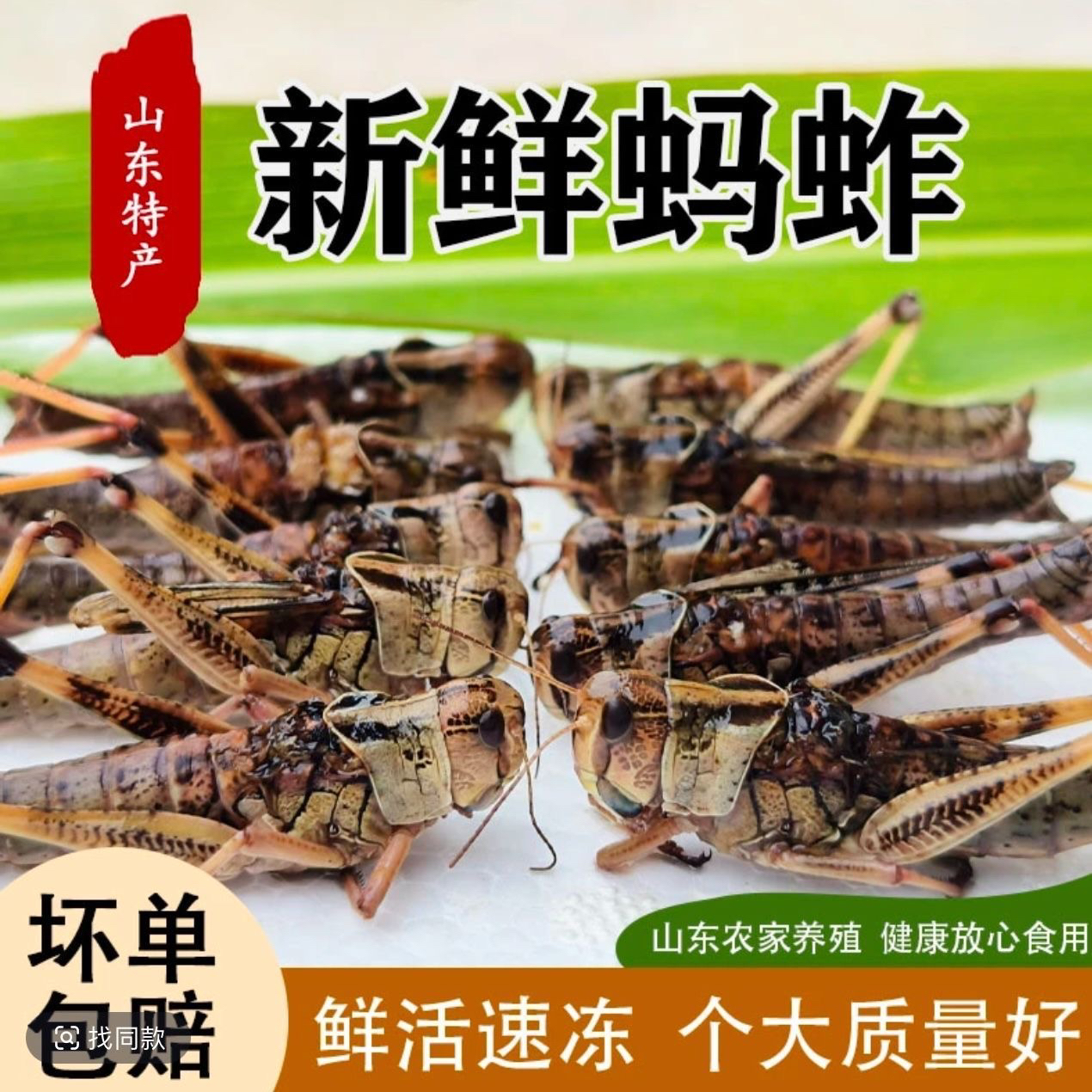 新鲜去翅带籽纯母蚂i蚱东亚飞蝗食用昆i虫批发包邮