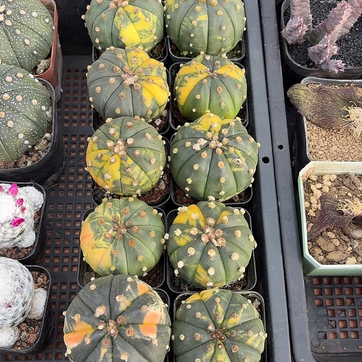 兜锦仙人球仙人球