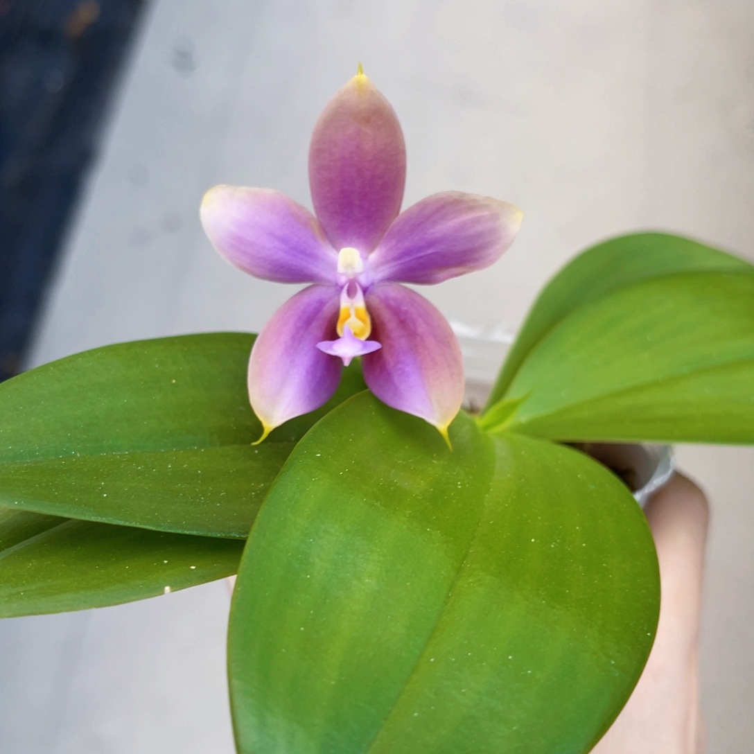 完全开放yc53蝴蝶兰