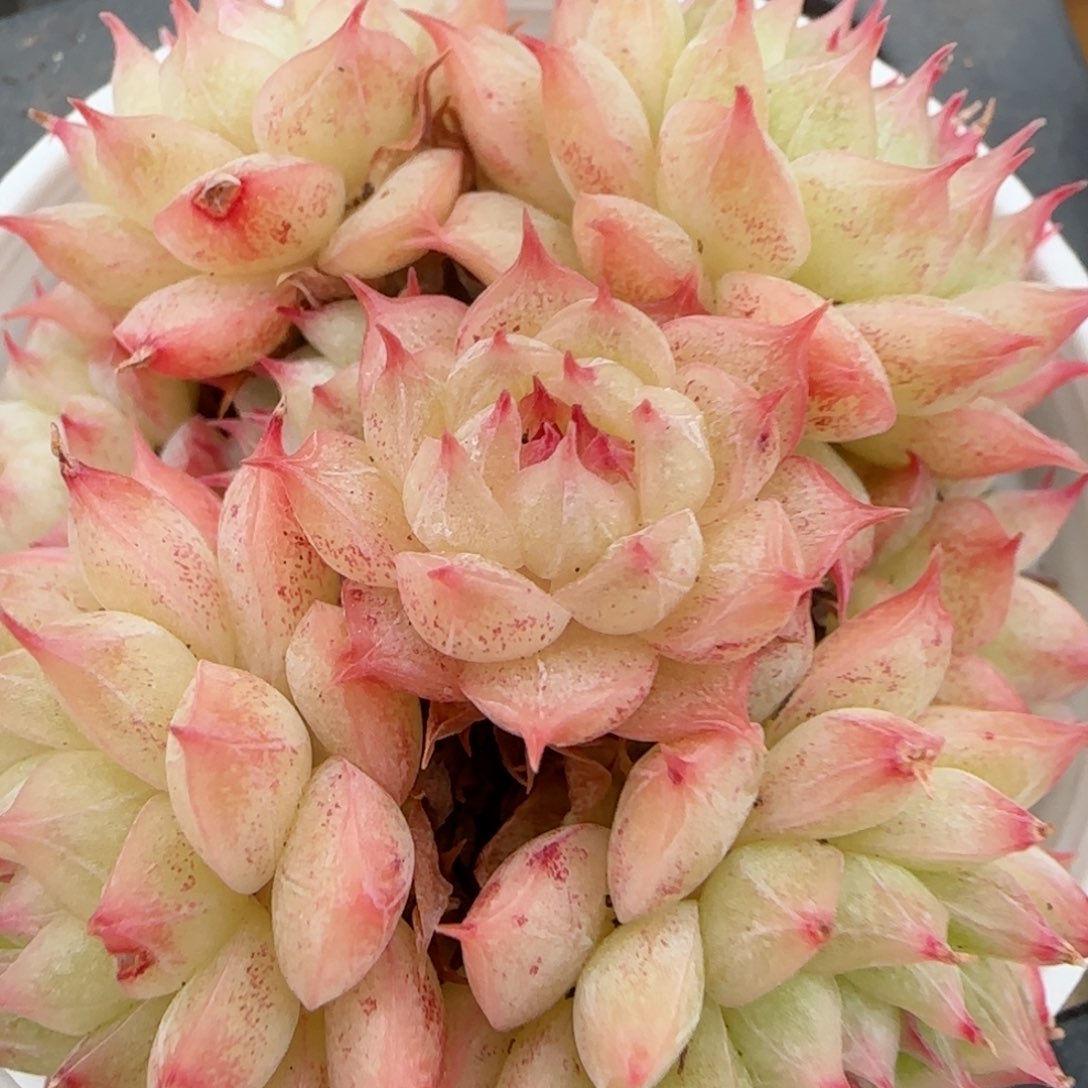 花语逸镜0207-213