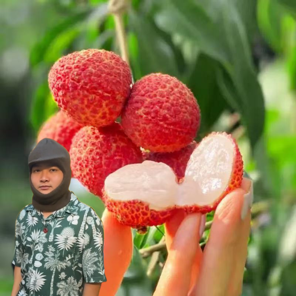 海南无核荔枝无籽鸳鸯红新鲜甜荔枝当季水果包邮整箱礼盒顺丰