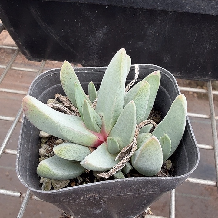 蟹钳多头群6仙人球