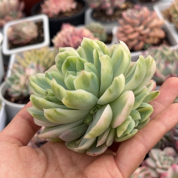 贝瑞锦拉丝锦一颗价格