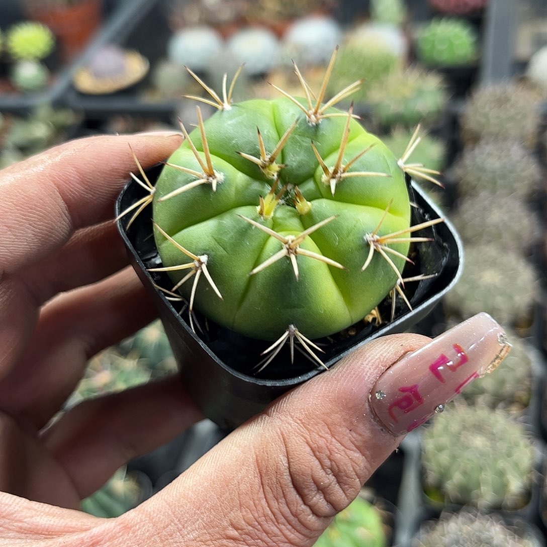 勇将单头发货单头发