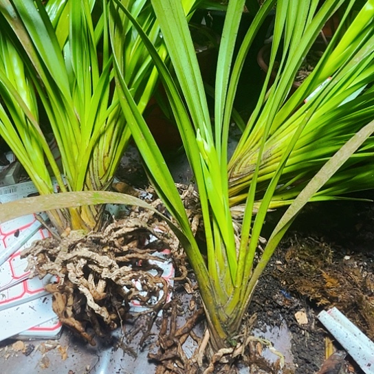 无花朵虎头兰棕根素花