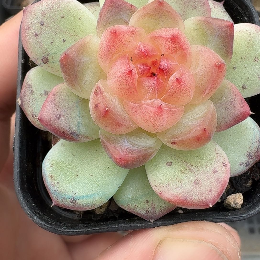 972号柠檬甜心单头多肉8888