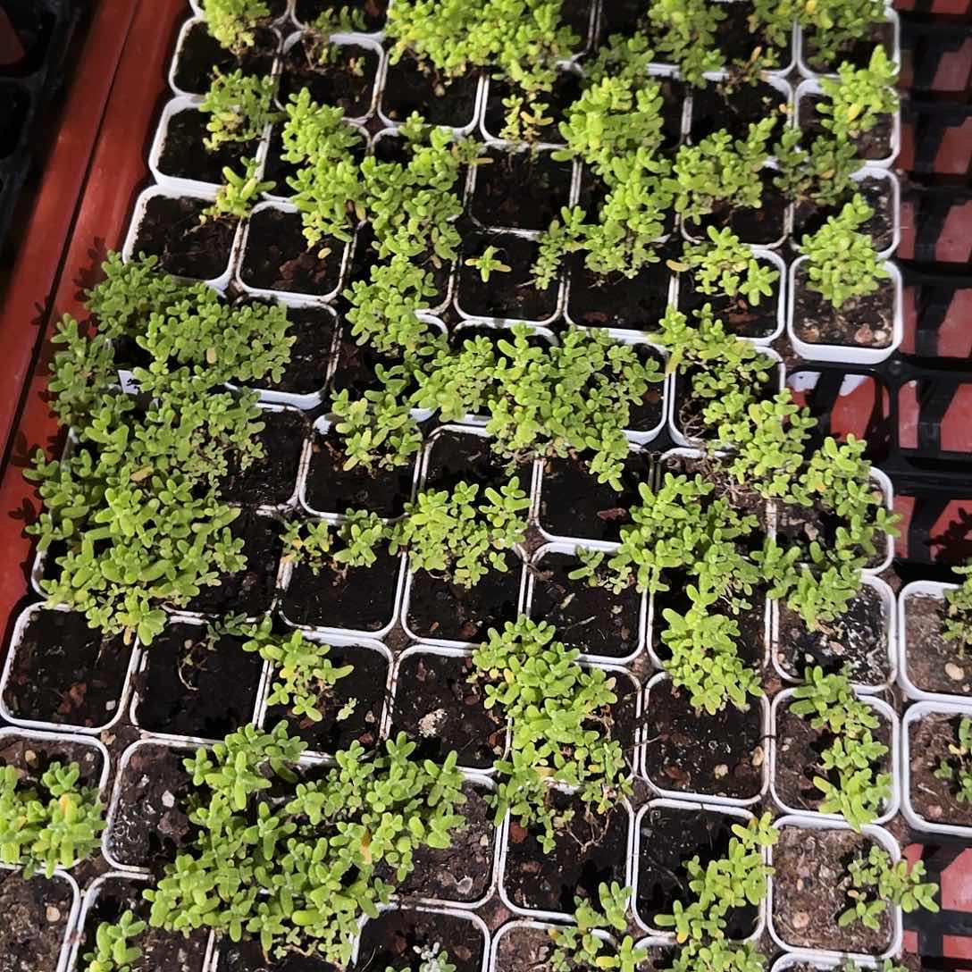 蜜桔枝干盆一个满25包邮