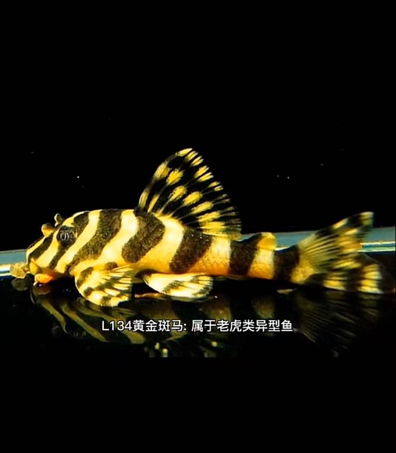 L134黄金斑马4到5厘米包邮不包损