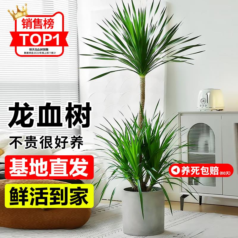 龙血树客厅绿植龙须树落地式室内大盆栽真花大茶台招财旺宅盆栽