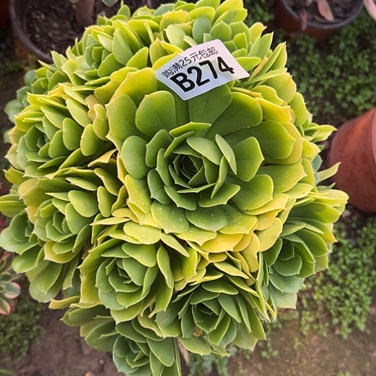 如*一颗多肉法师植物