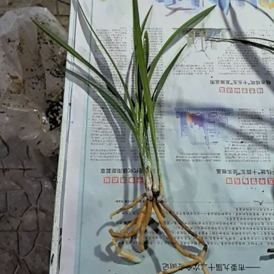 完全开放典荷三苗