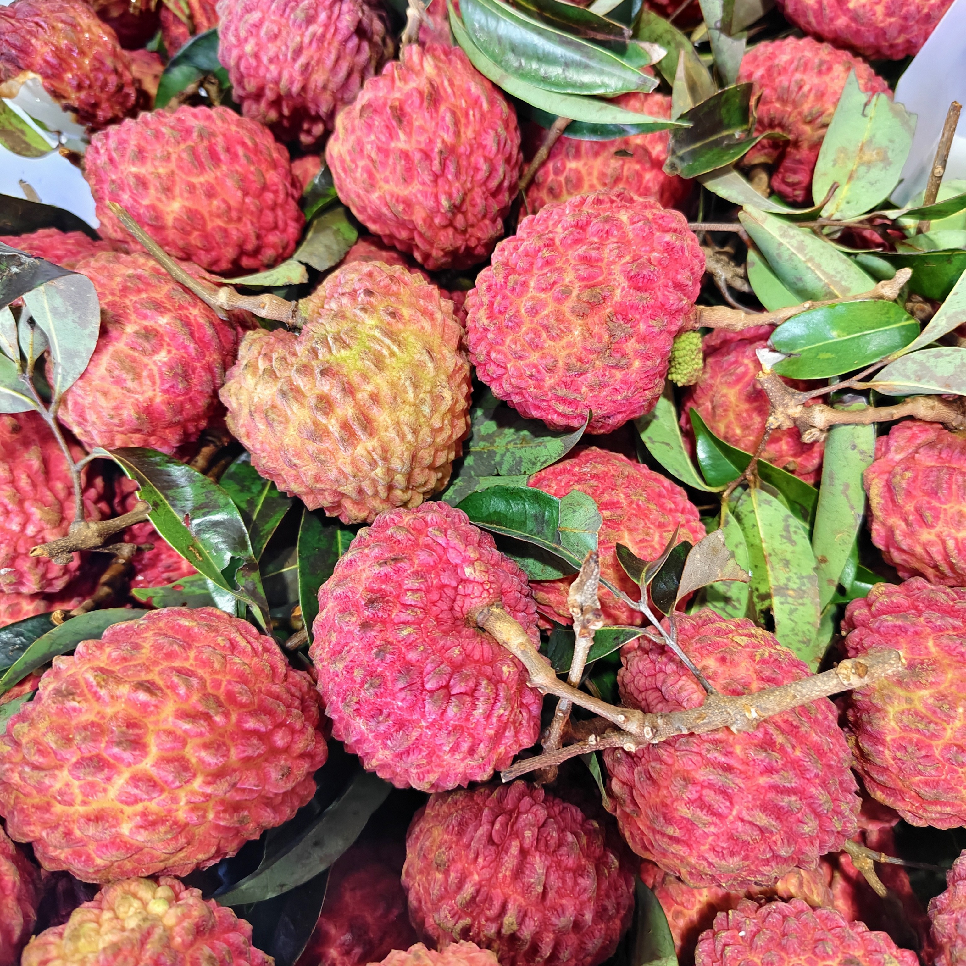 【优乐果甄选】海南纯甜火山口荔枝王约3斤荔枝同城送海南省