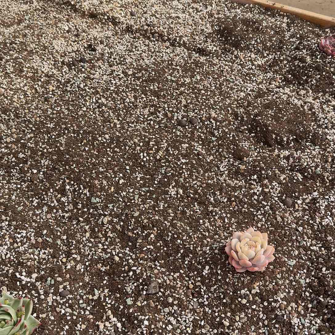 曹***叔1212-101多肉组合