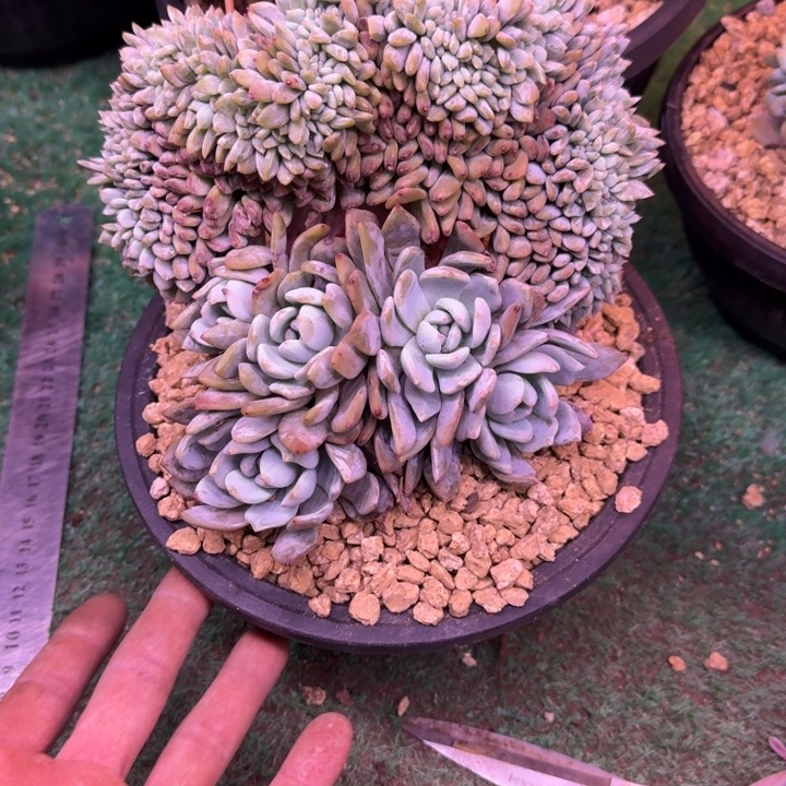 星影树缀无砍多肉