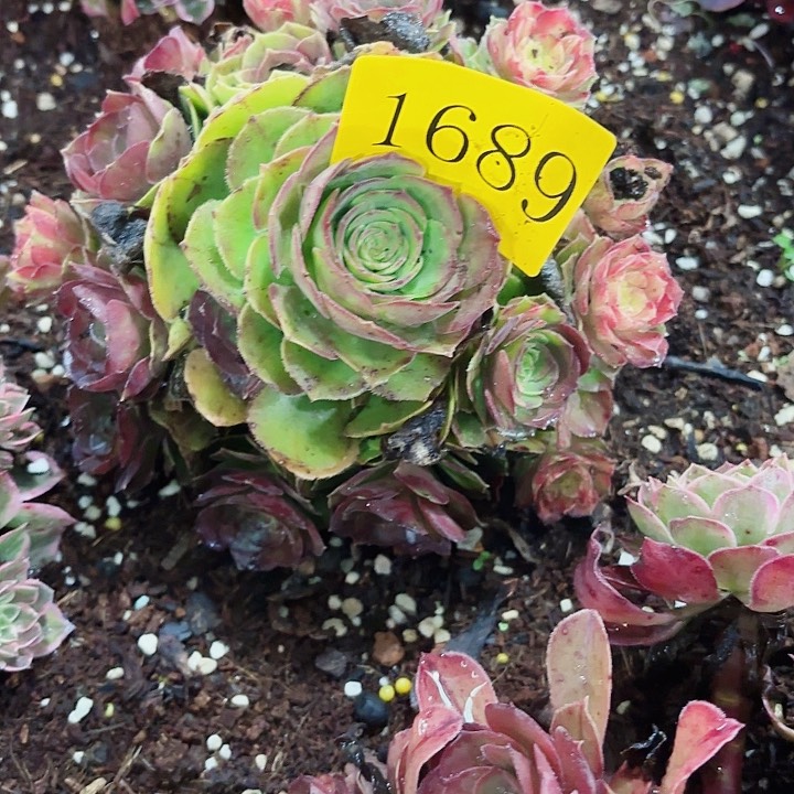 多肉植物海王七彩1689