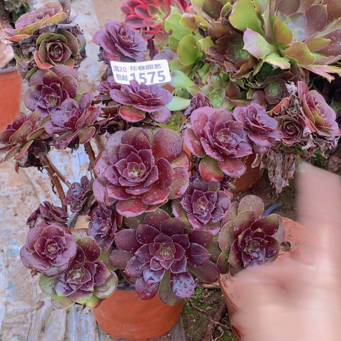 1575 号一物一拍多肉植物