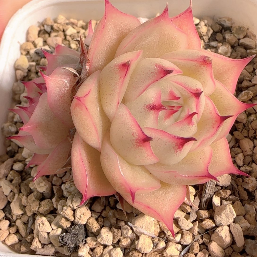 多肉1231-207麦秆福利