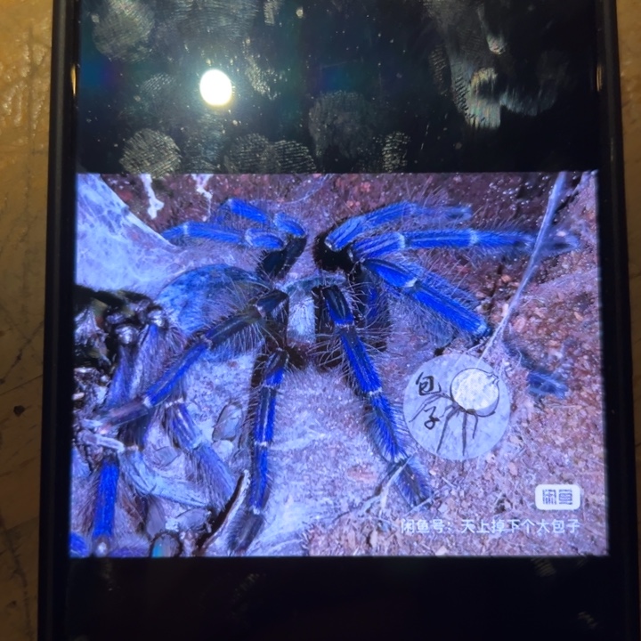 跳蛛新加坡蓝4-5cm小母