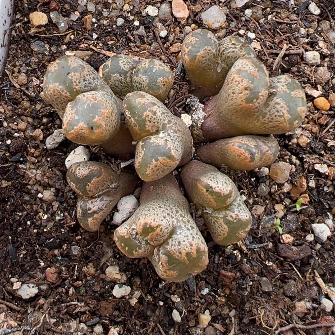 1.25好看的多肉590