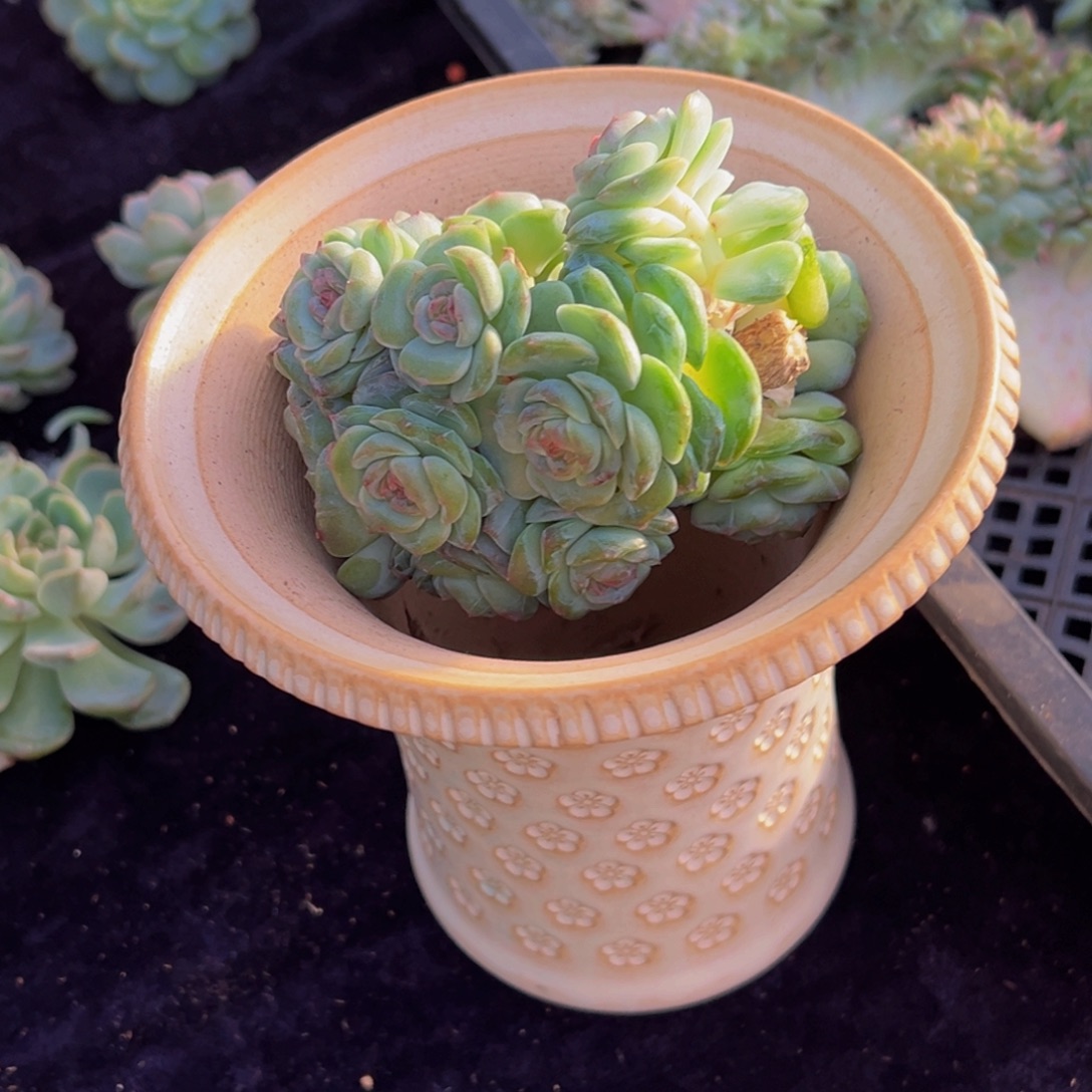 买***恰珍妮带盆天天开心总价540