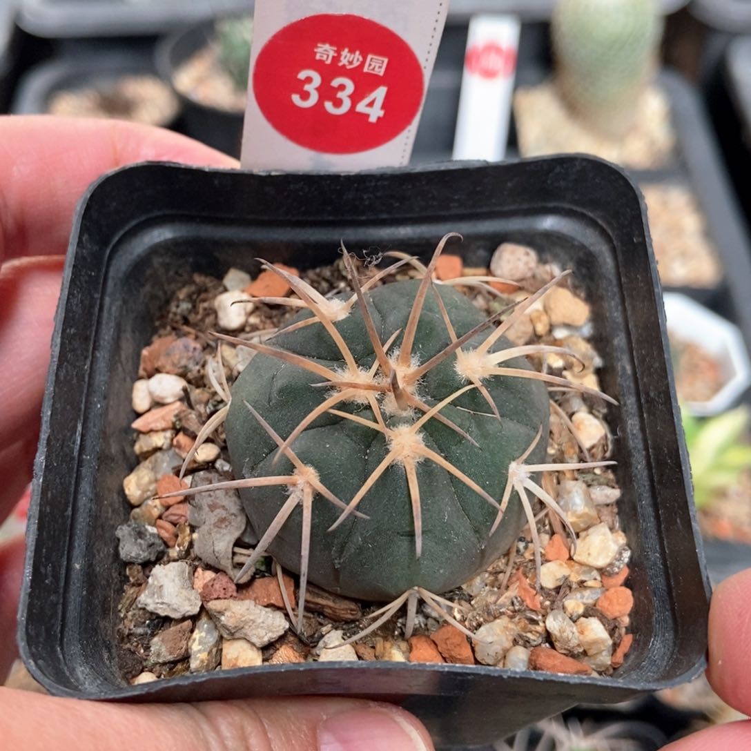 实生天平丸3.7cm