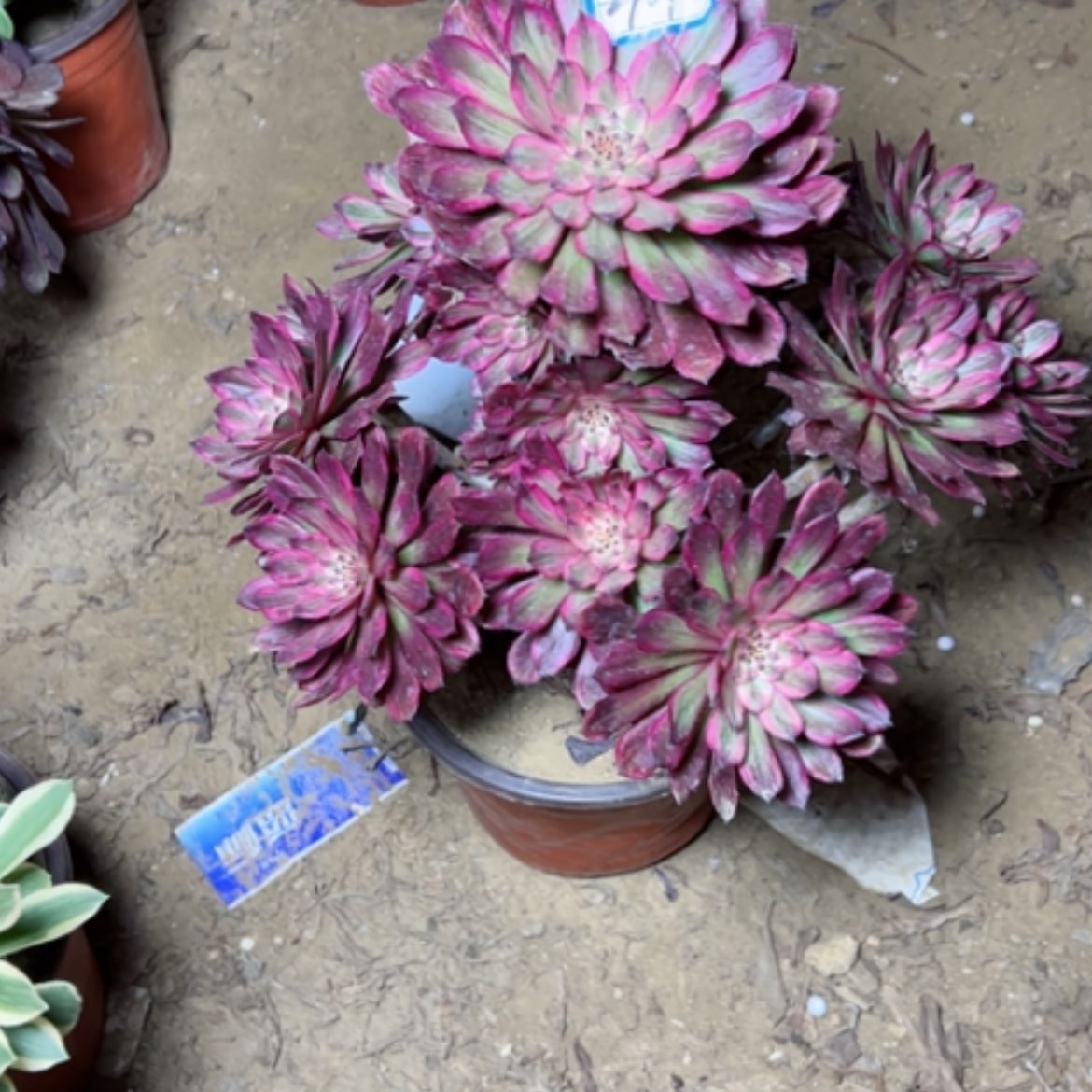 【闪购商品】多肉植物紫霞44