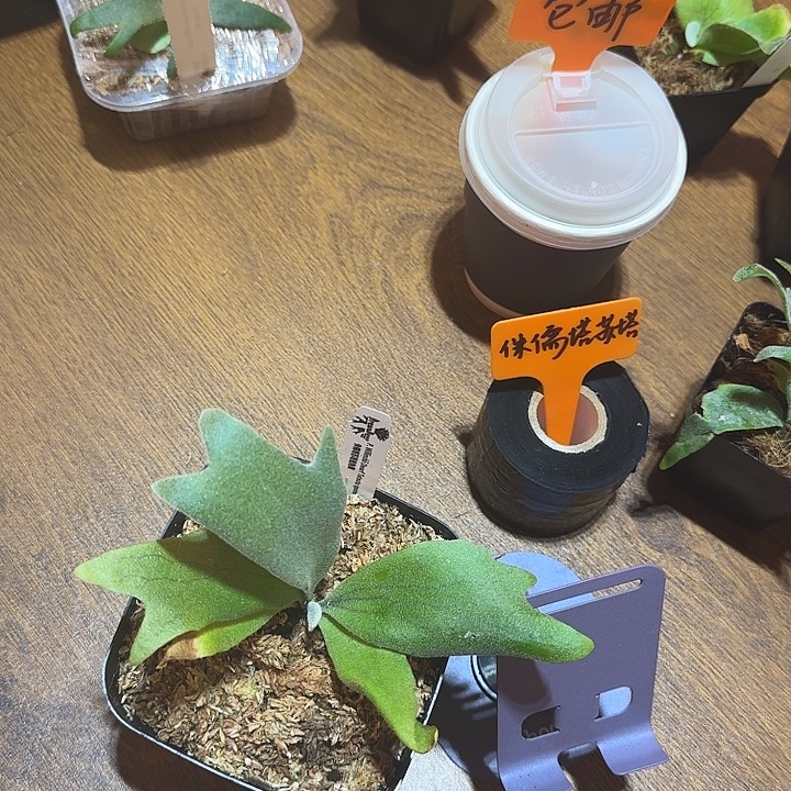 无花朵鹿野直播间竞拍侏儒塔苏塔