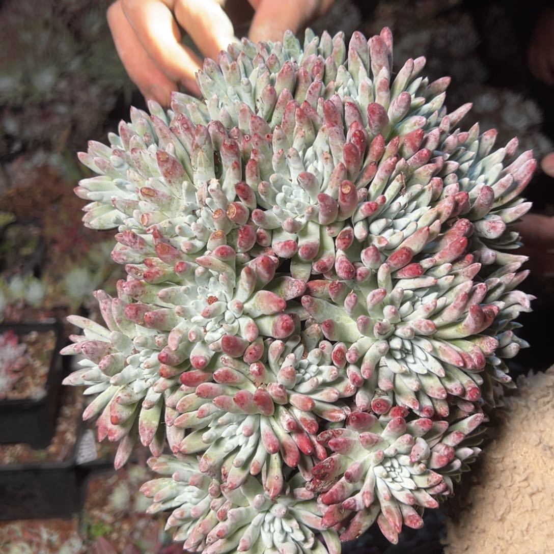 1218哈哈哈哈哈哈哈哈哈