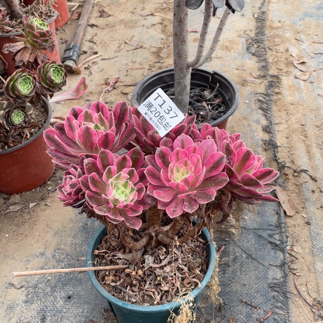 陪***涯137粉女巫多肉法师有伤