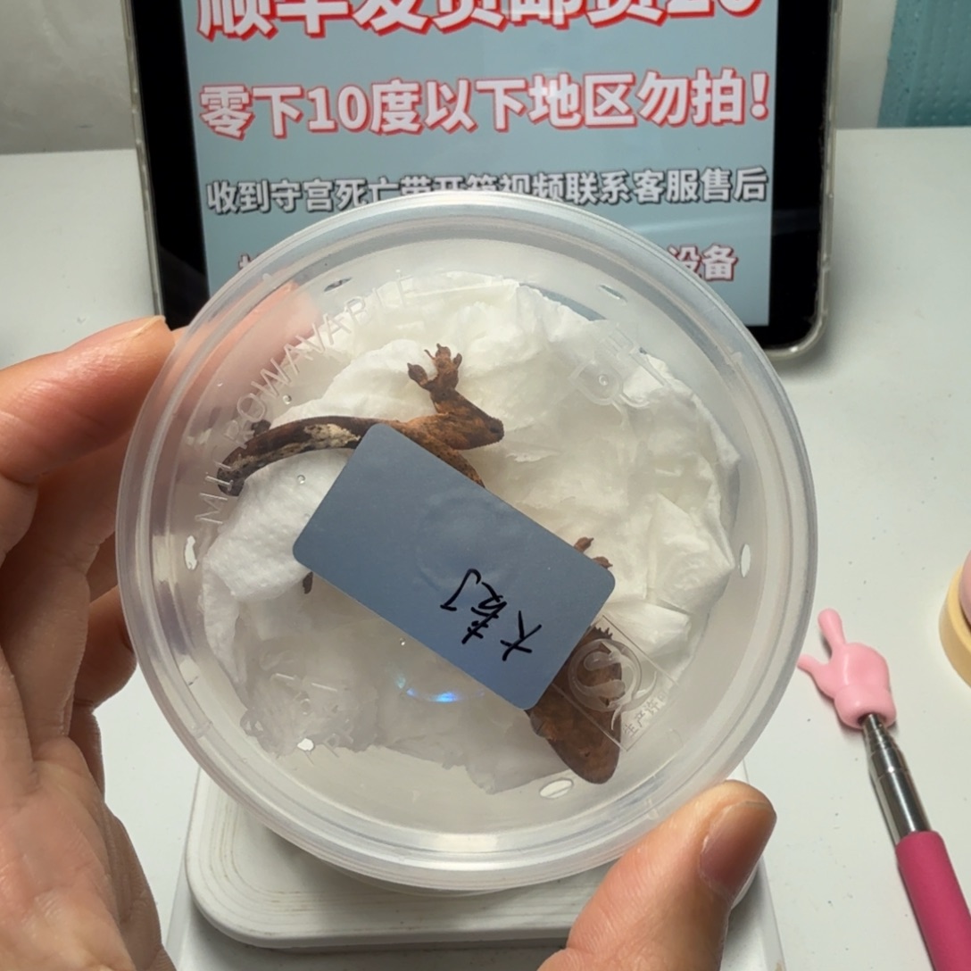 *****睫角守宫大麦町弟弟