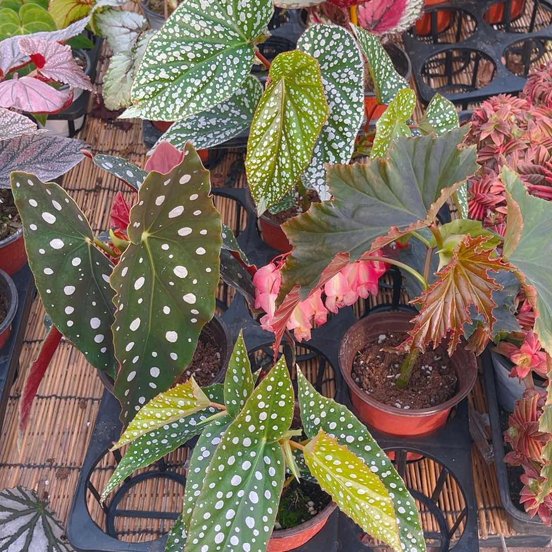 完全开放富士山，鳟鱼，容若，白冰