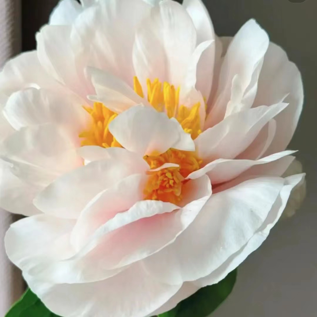 【羞涩公主】芍药花苗基地直发